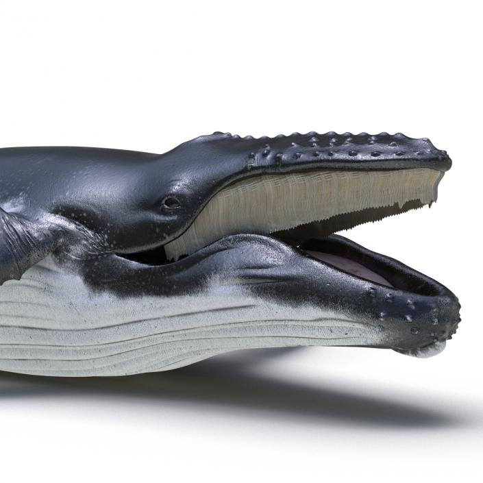 3D Humpback Whale Pose 5