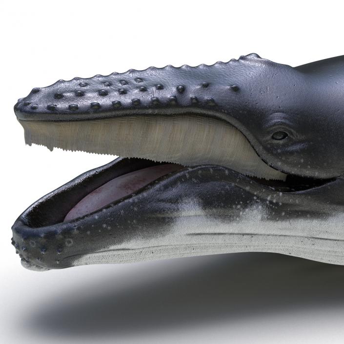 3D Humpback Whale Pose 5