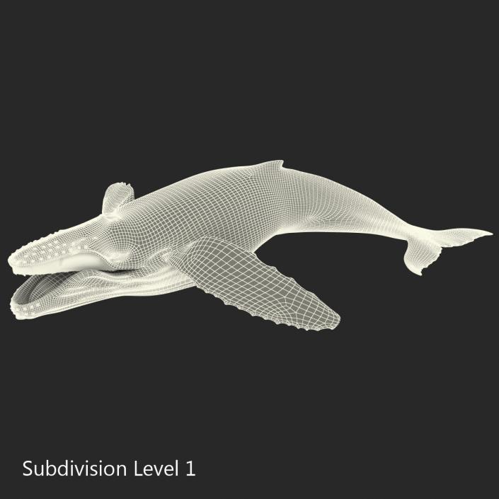 3D Humpback Whale Pose 5