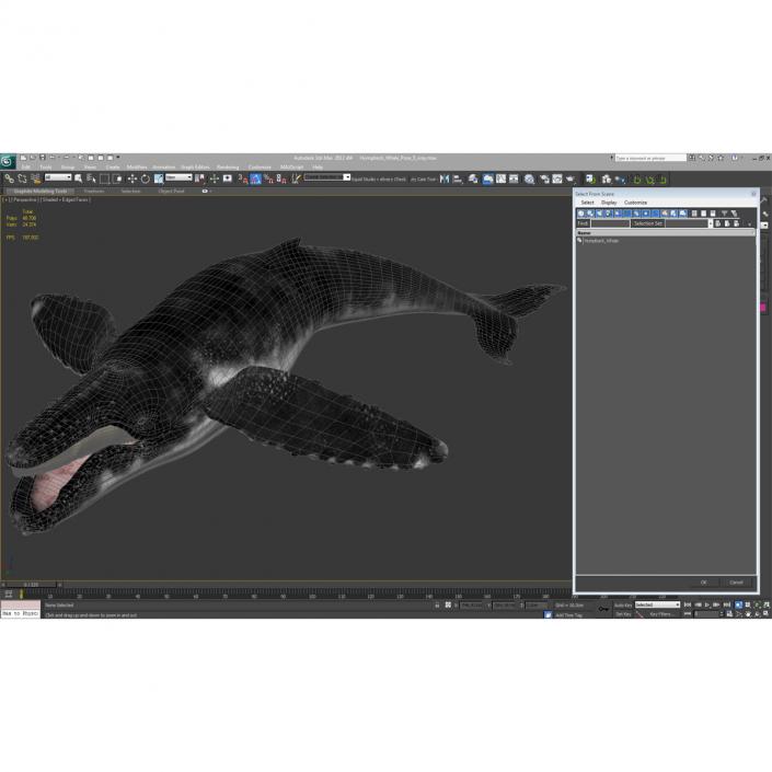 3D Humpback Whale Pose 5