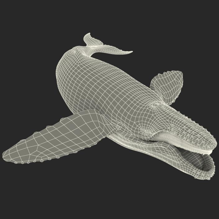 3D Humpback Whale Pose 5