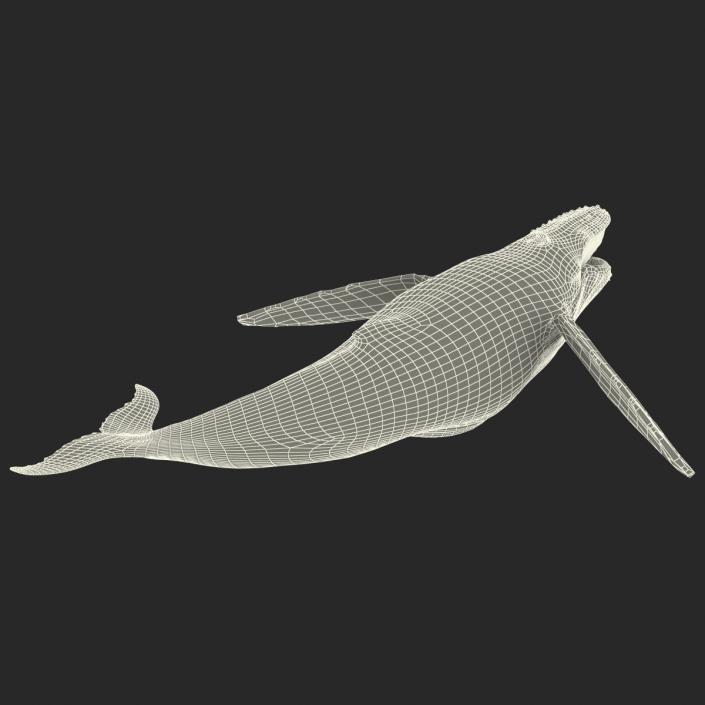 3D Humpback Whale Pose 5