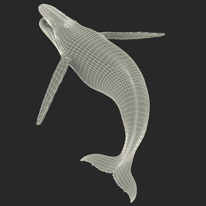 3D Humpback Whale Pose 5