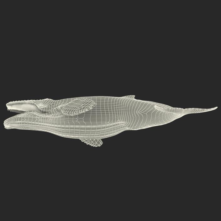 3D Humpback Whale Pose 5