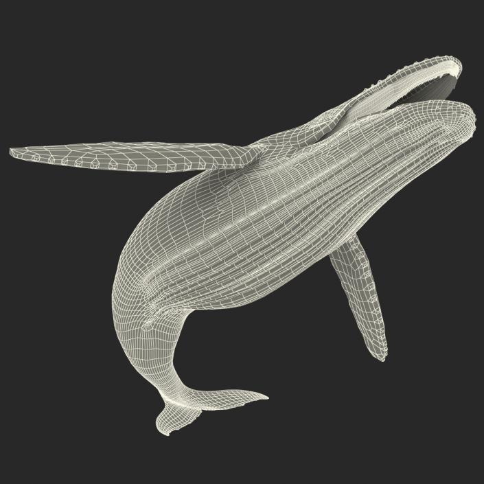 3D Humpback Whale Pose 5