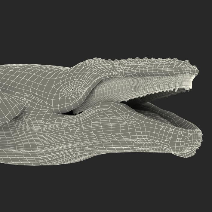 3D Humpback Whale Pose 5