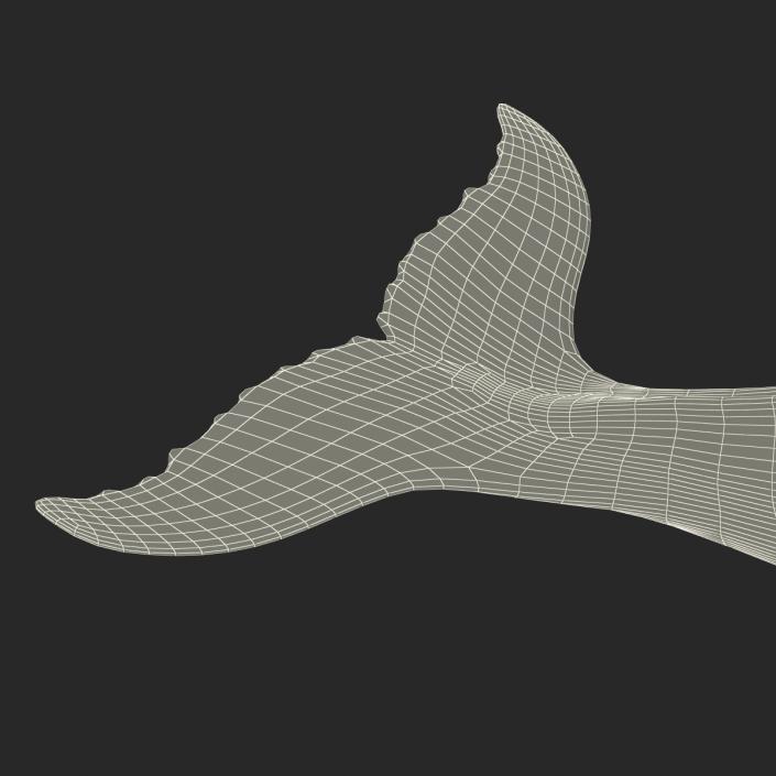 3D Humpback Whale Pose 5