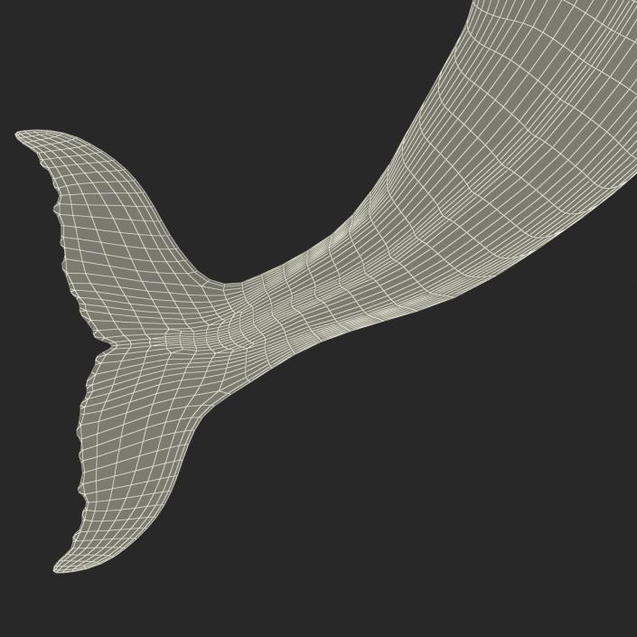 3D Humpback Whale Pose 5