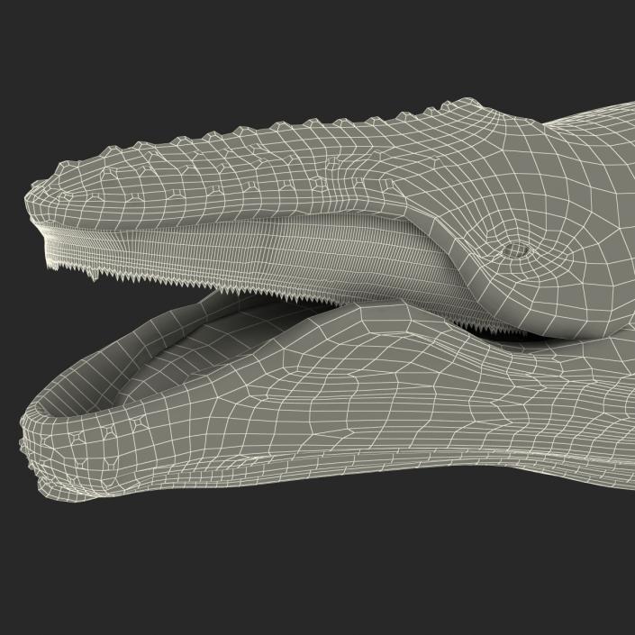 3D Humpback Whale Pose 5