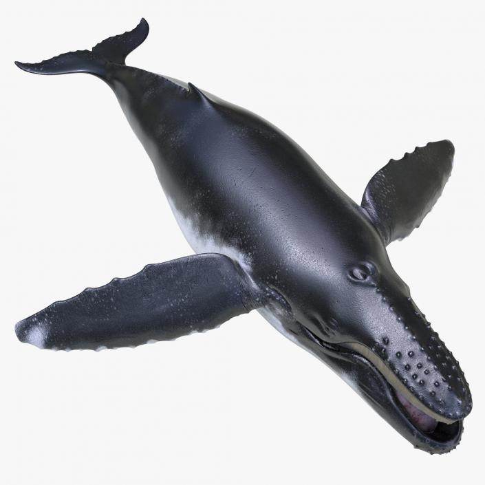 3D Humpback Whale Pose 4