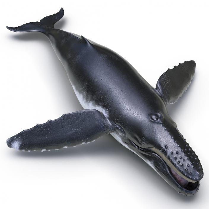 3D Humpback Whale Pose 4