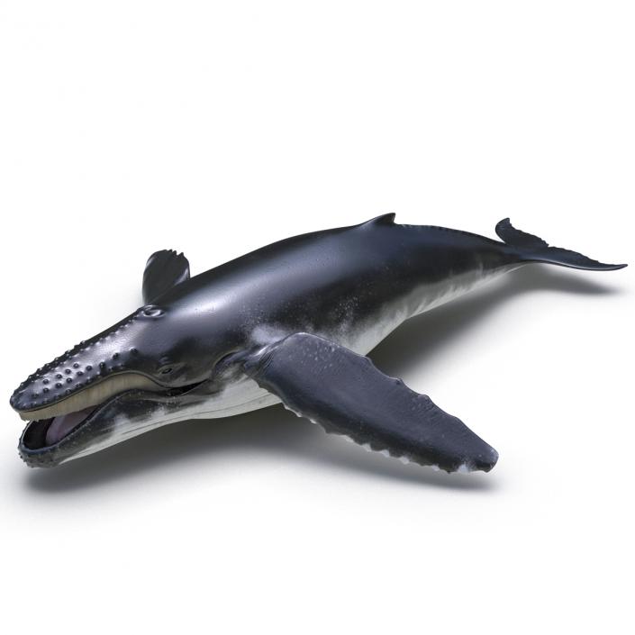 3D Humpback Whale Pose 4