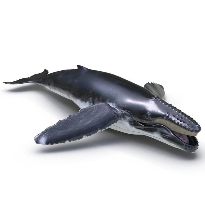 3D Humpback Whale Pose 4