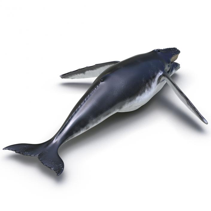 3D Humpback Whale Pose 4