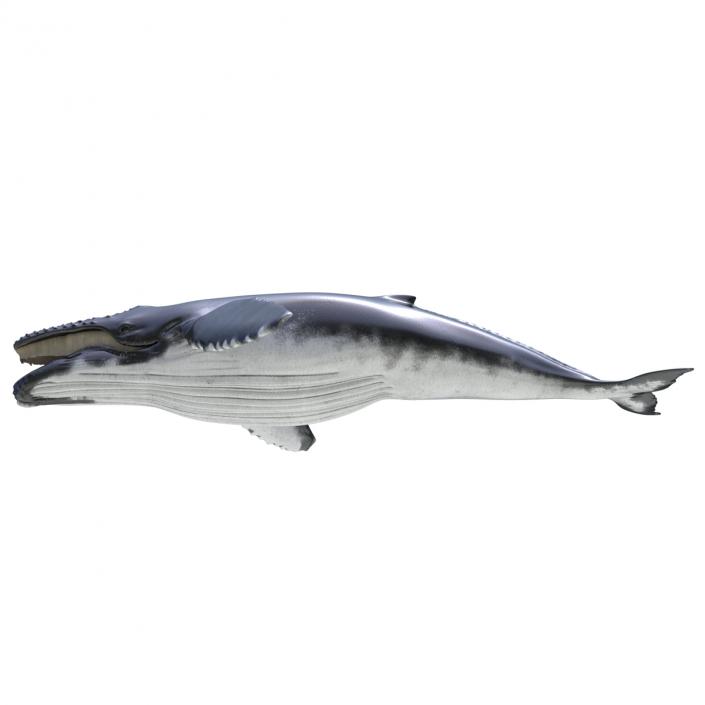 3D Humpback Whale Pose 4