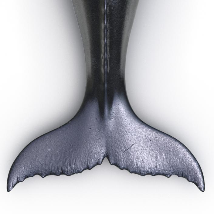 3D Humpback Whale Pose 4