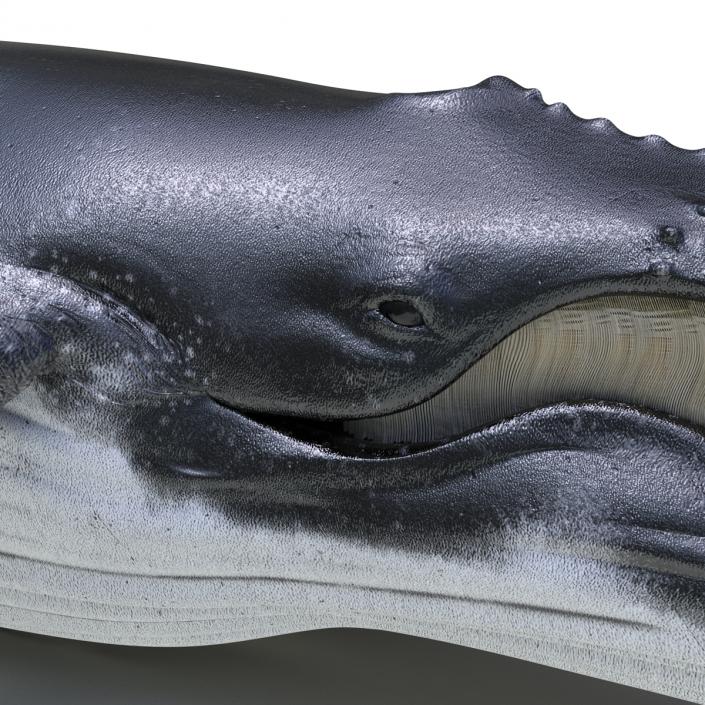 3D Humpback Whale Pose 4