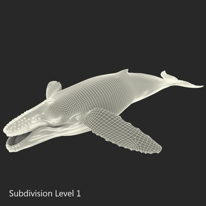 3D Humpback Whale Pose 4