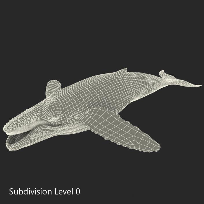 3D Humpback Whale Pose 4