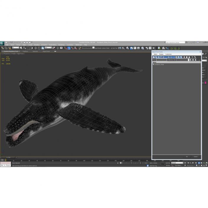 3D Humpback Whale Pose 4