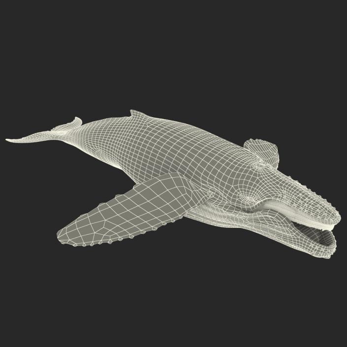 3D Humpback Whale Pose 4