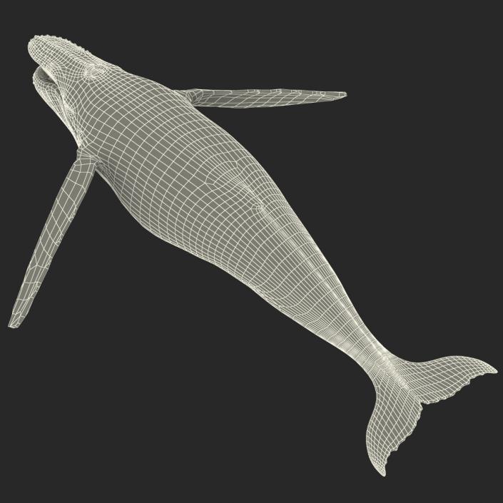 3D Humpback Whale Pose 4