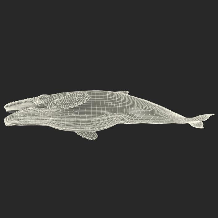 3D Humpback Whale Pose 4