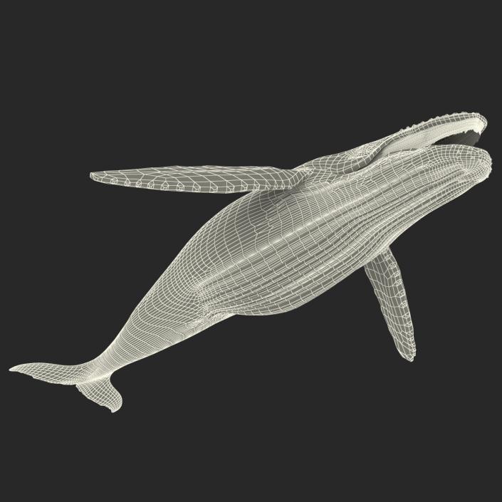 3D Humpback Whale Pose 4