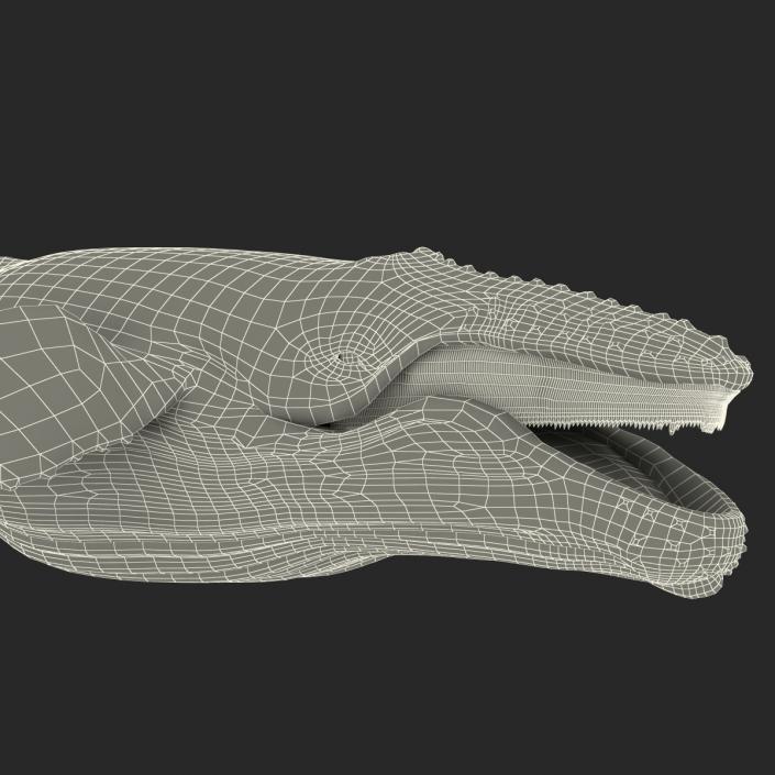 3D Humpback Whale Pose 4