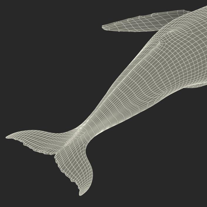 3D Humpback Whale Pose 4