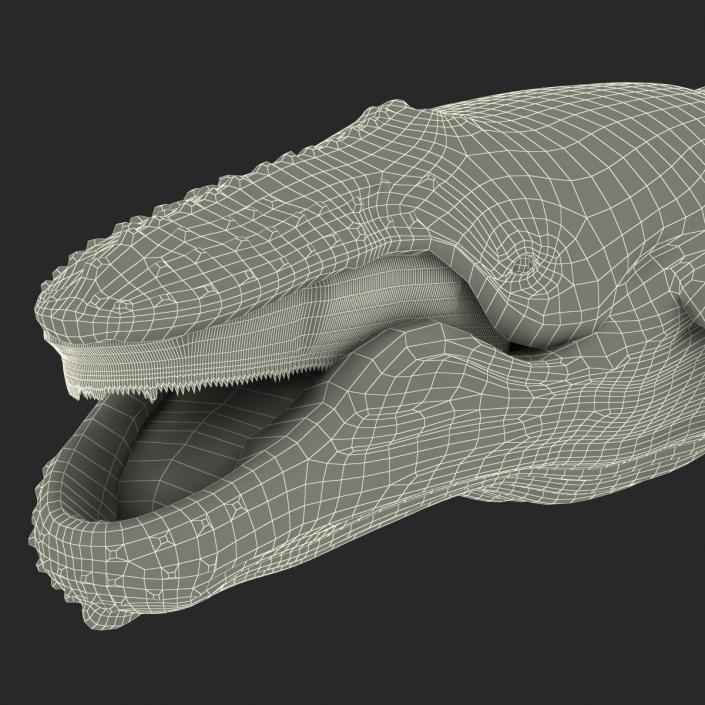 3D Humpback Whale Pose 4