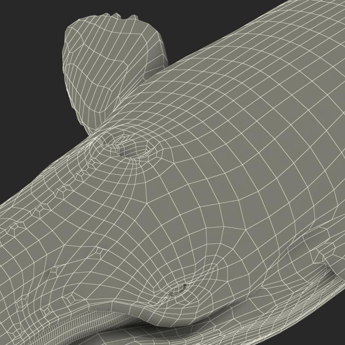 3D Humpback Whale Pose 4