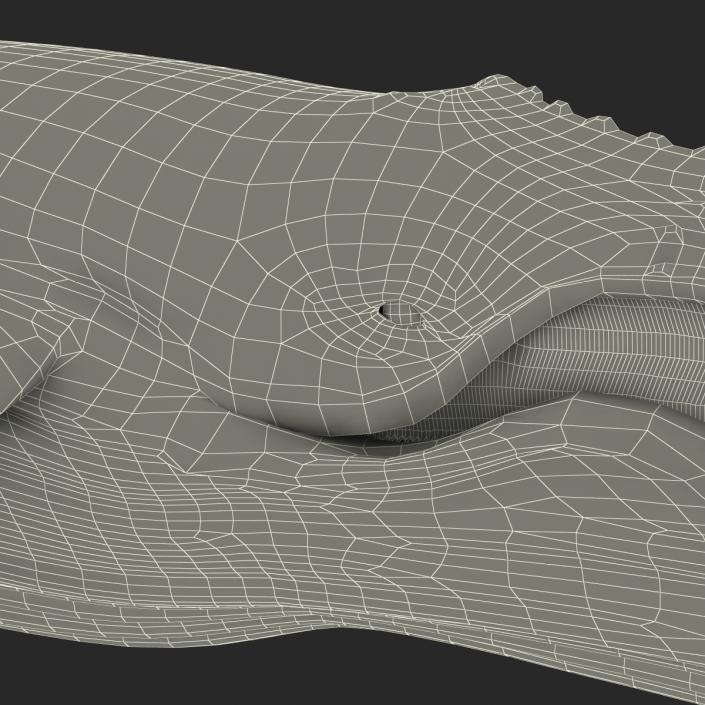 3D Humpback Whale Pose 4