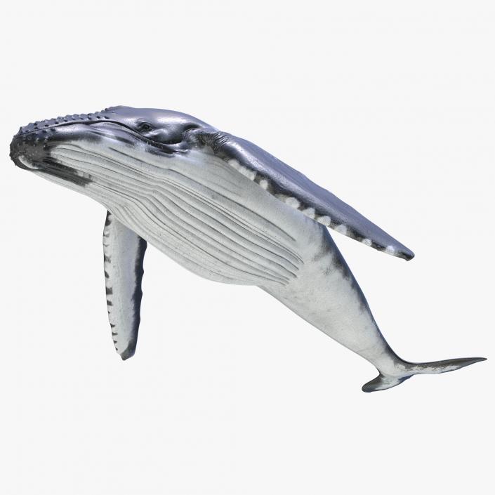 3D Humpback Whale Pose 3