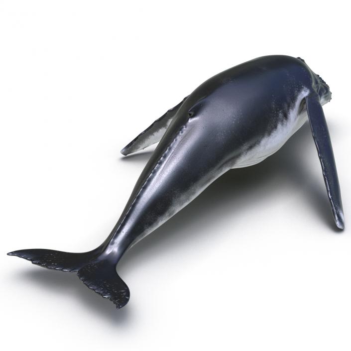 3D Humpback Whale Pose 3