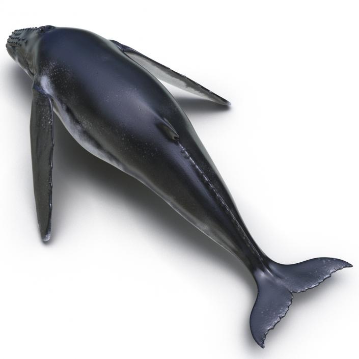 3D Humpback Whale Pose 3