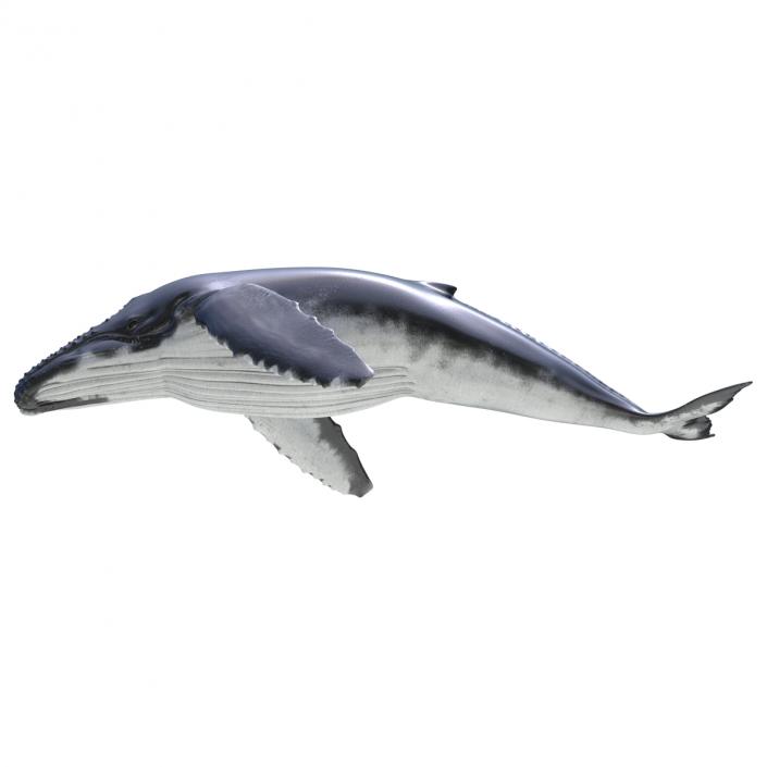 3D Humpback Whale Pose 3