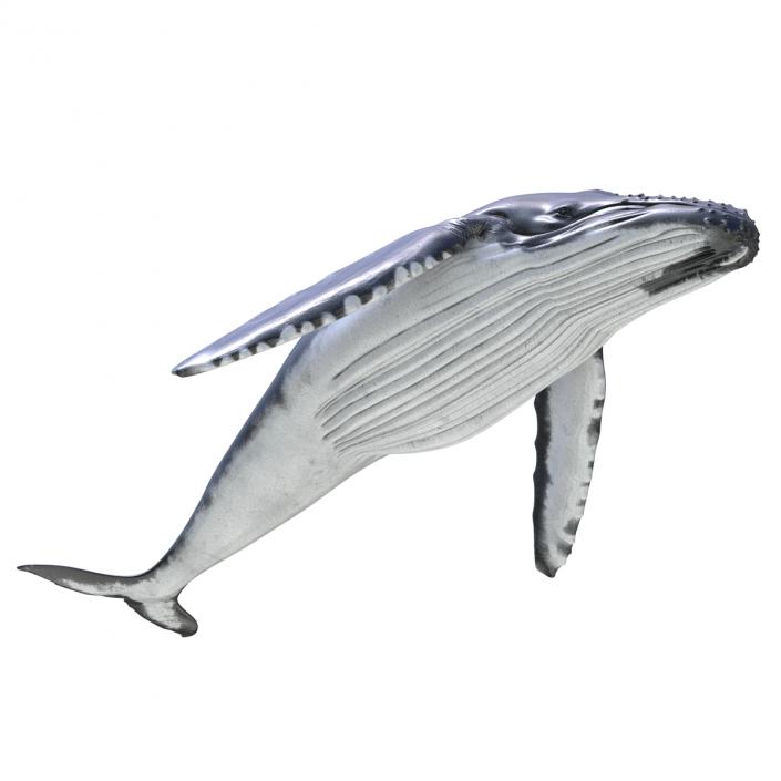 3D Humpback Whale Pose 3