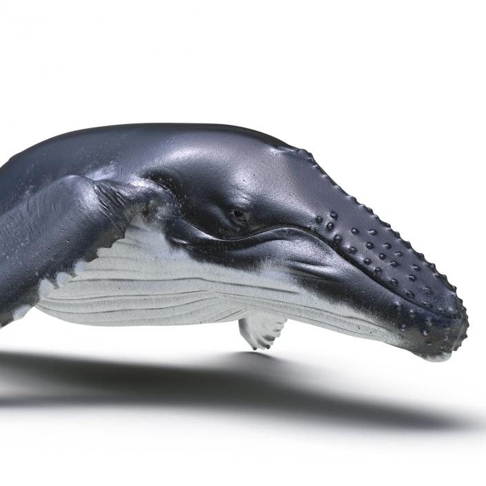 3D Humpback Whale Pose 3