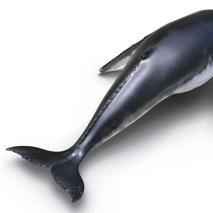 3D Humpback Whale Pose 3