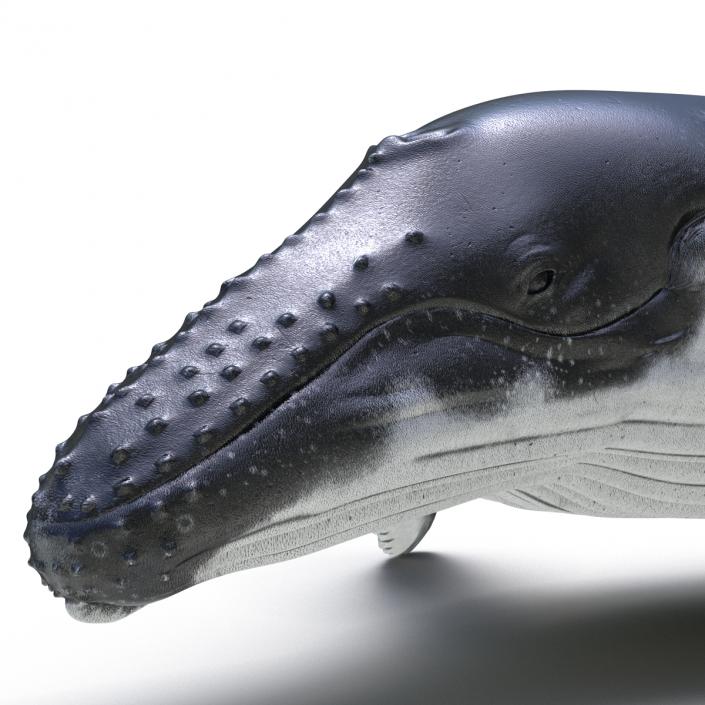 3D Humpback Whale Pose 3