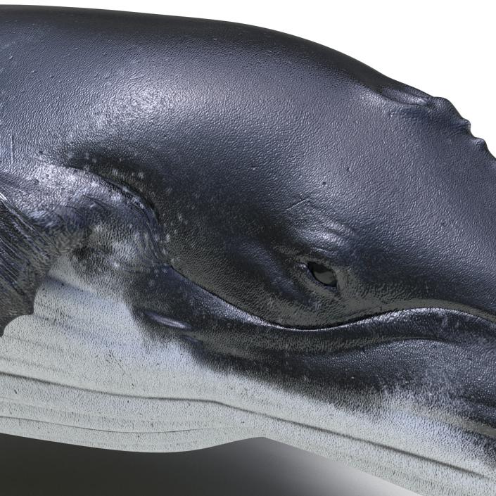 3D Humpback Whale Pose 3