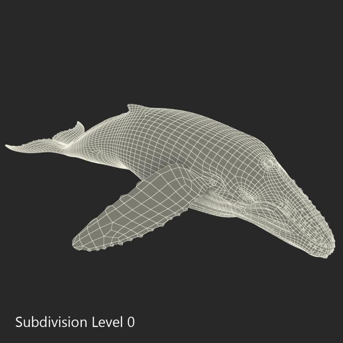 3D Humpback Whale Pose 3