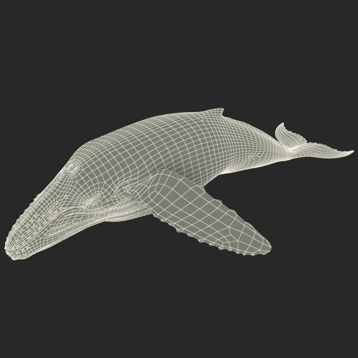 3D Humpback Whale Pose 3