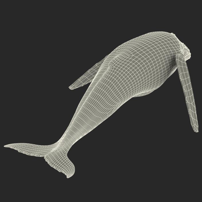 3D Humpback Whale Pose 3