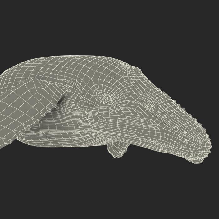 3D Humpback Whale Pose 3