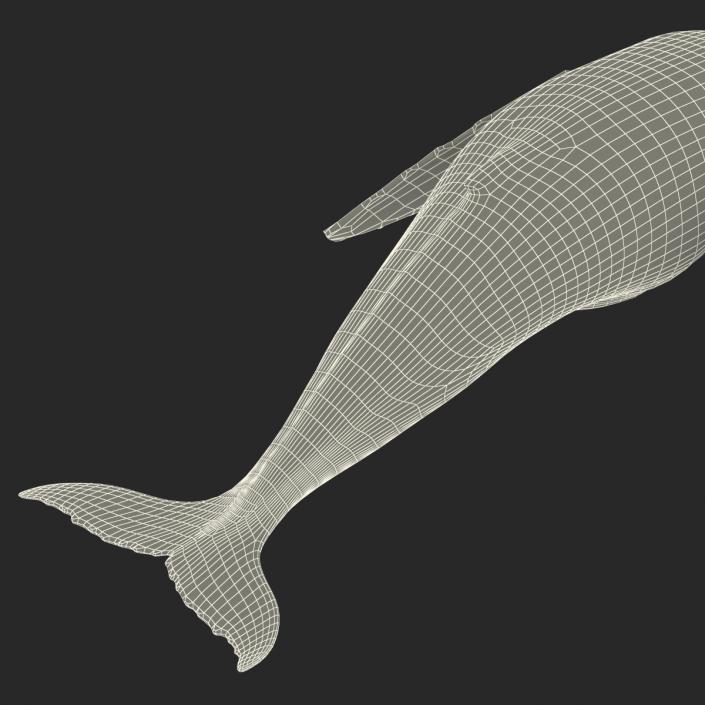 3D Humpback Whale Pose 3