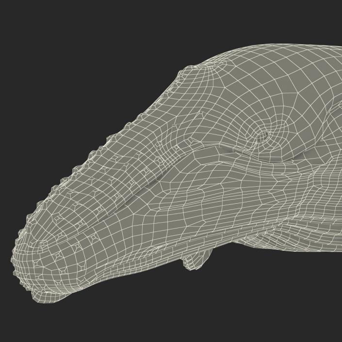 3D Humpback Whale Pose 3