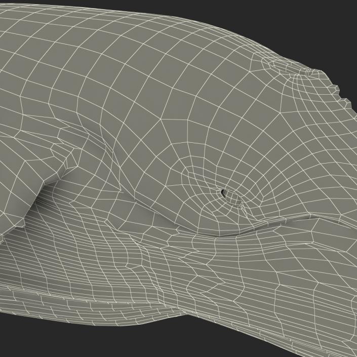 3D Humpback Whale Pose 3