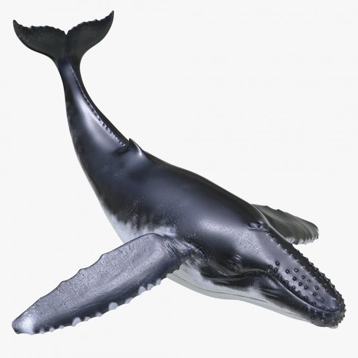 3D Humpback Whale Pose 2